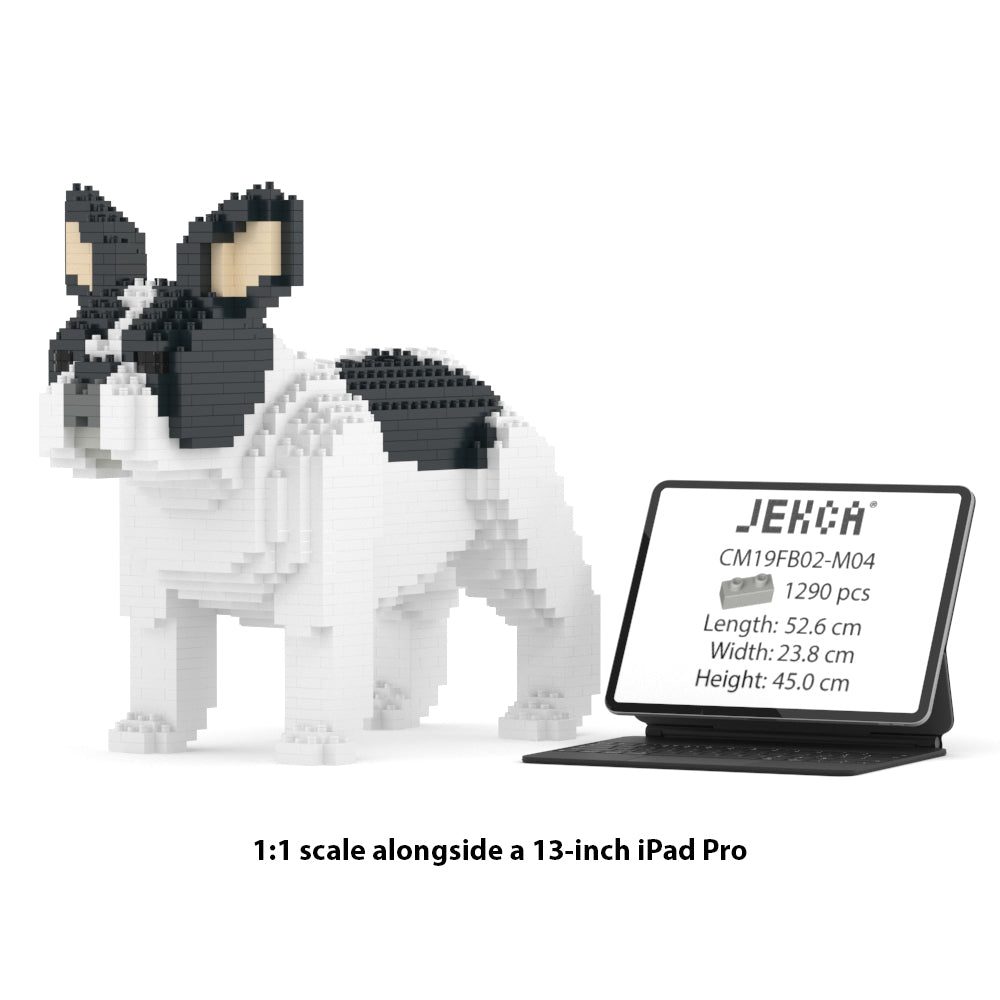 Francoski buldog 02-M04