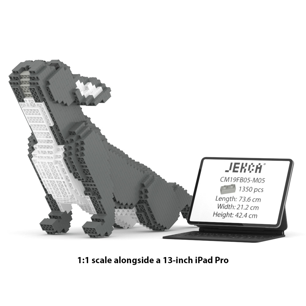 Francoski buldog 05-M05