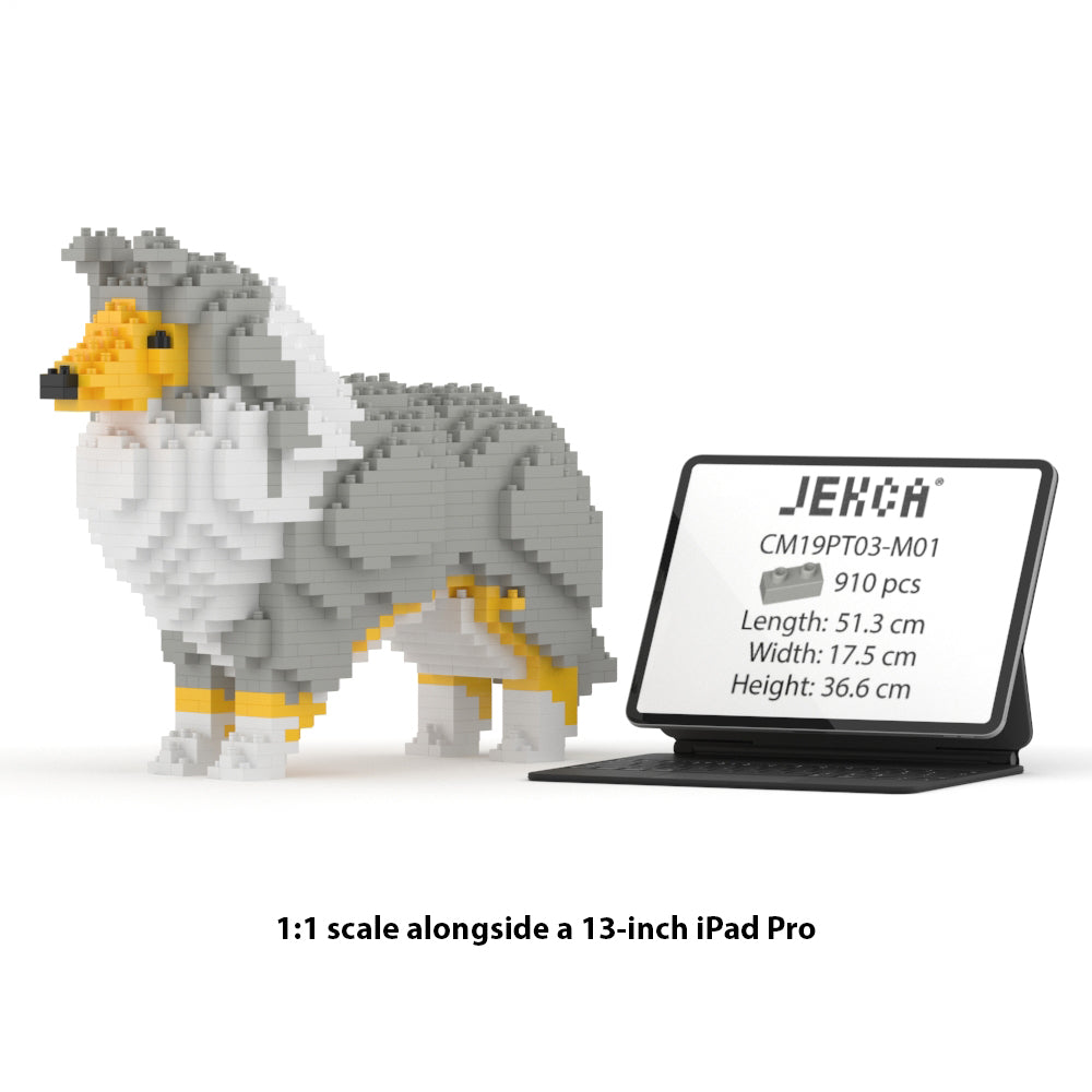 Shetland Sheepdog 01-M01