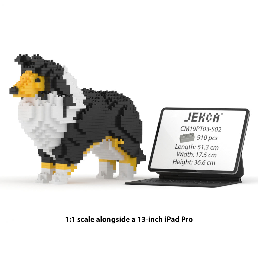 Shetland Sheepdog 01-S02