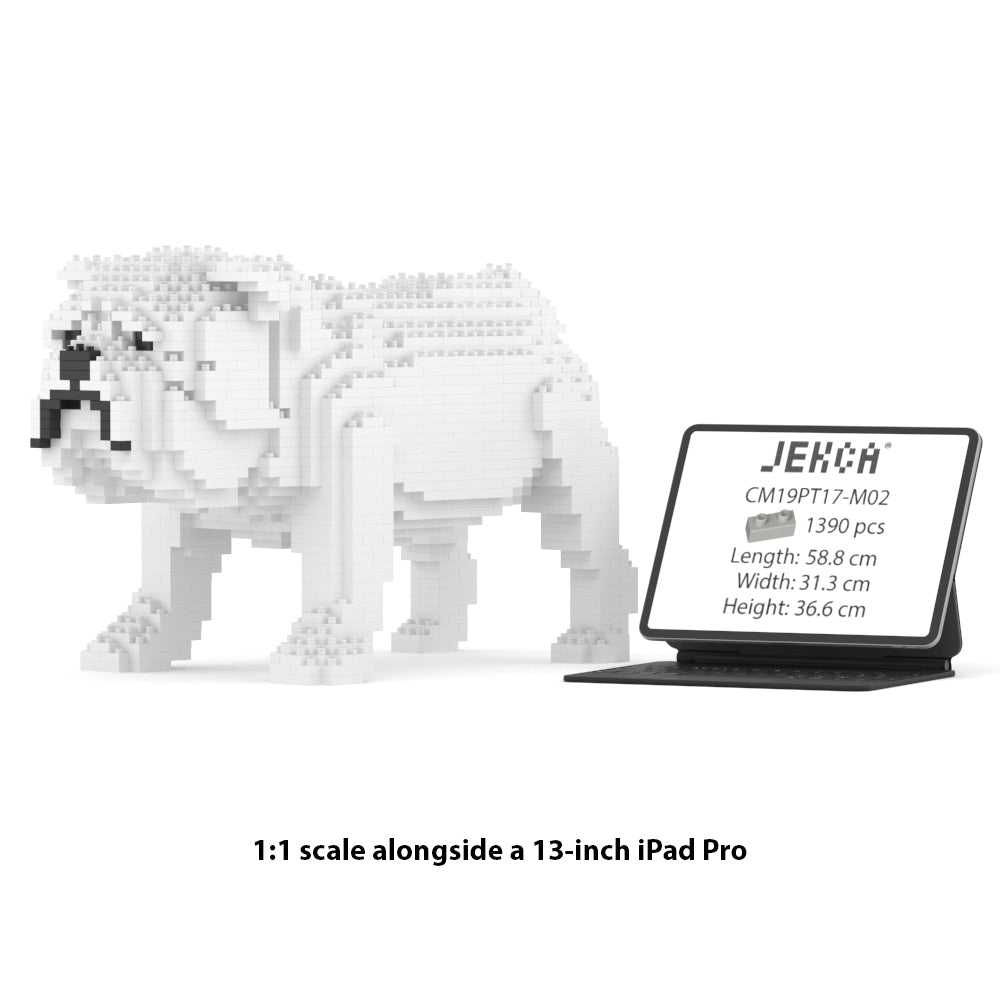 English Bulldog 01-M02