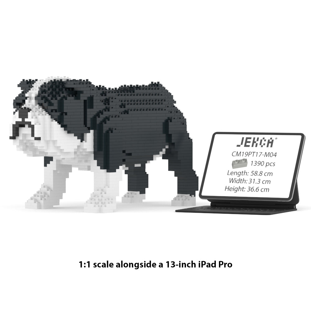 English Bulldog 01-M04