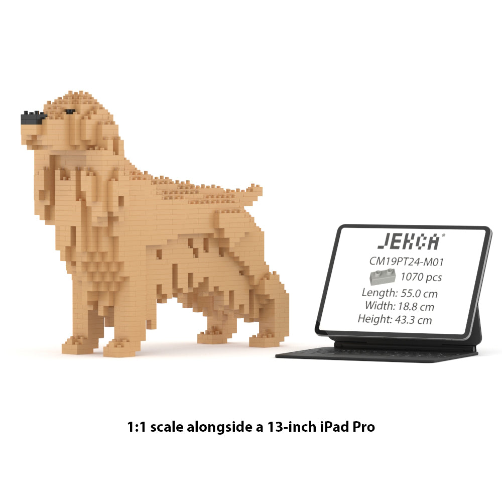 Angleški koker španjel 01-M01