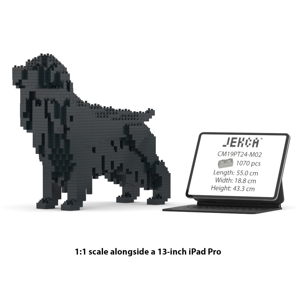 Angļu kokerspaniels 01-M02