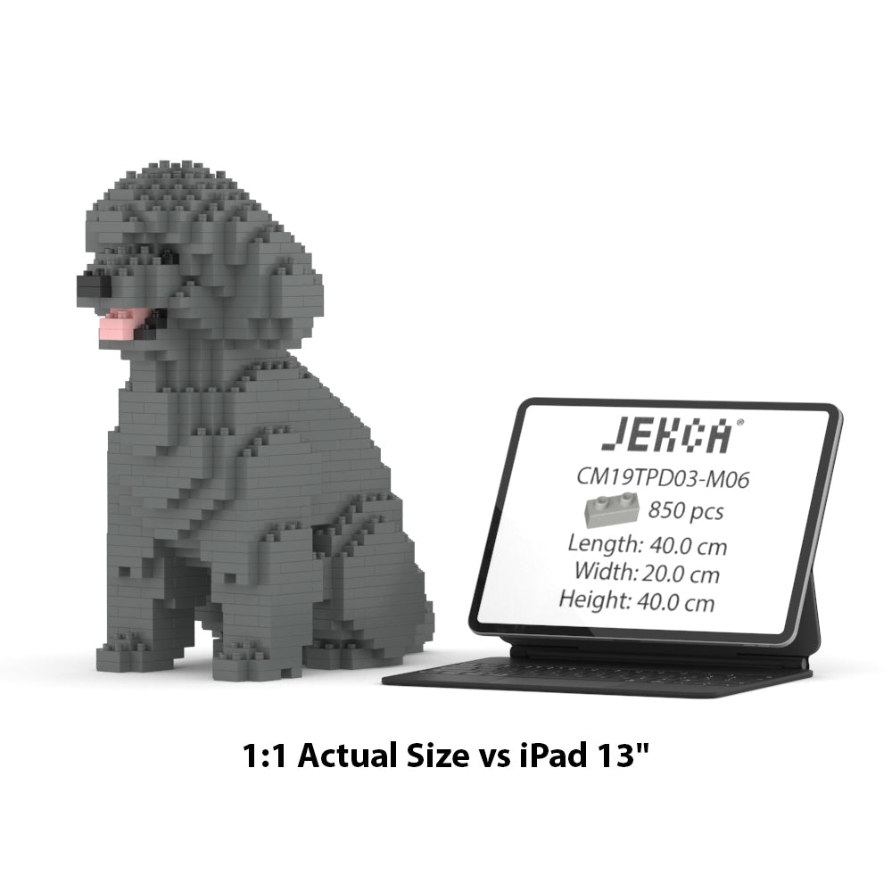 Toy Poodle 03-M06