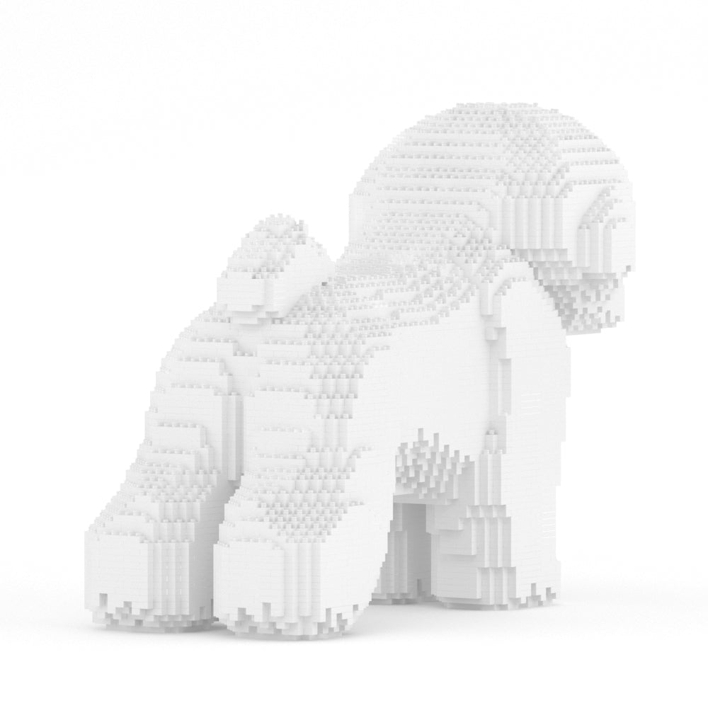 Bichon Frisé 02