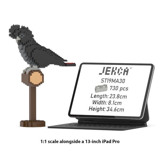 Rotschwanz-Rabenkakadu 01S