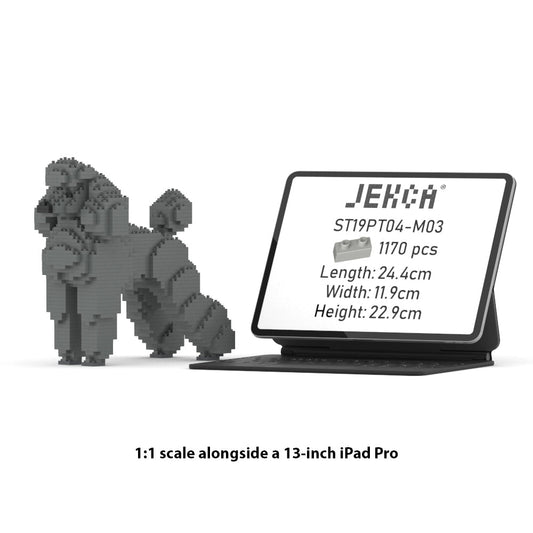 Standard Poodle 01-M03