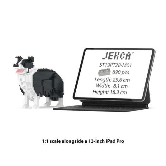 Border Collie 01-M01
