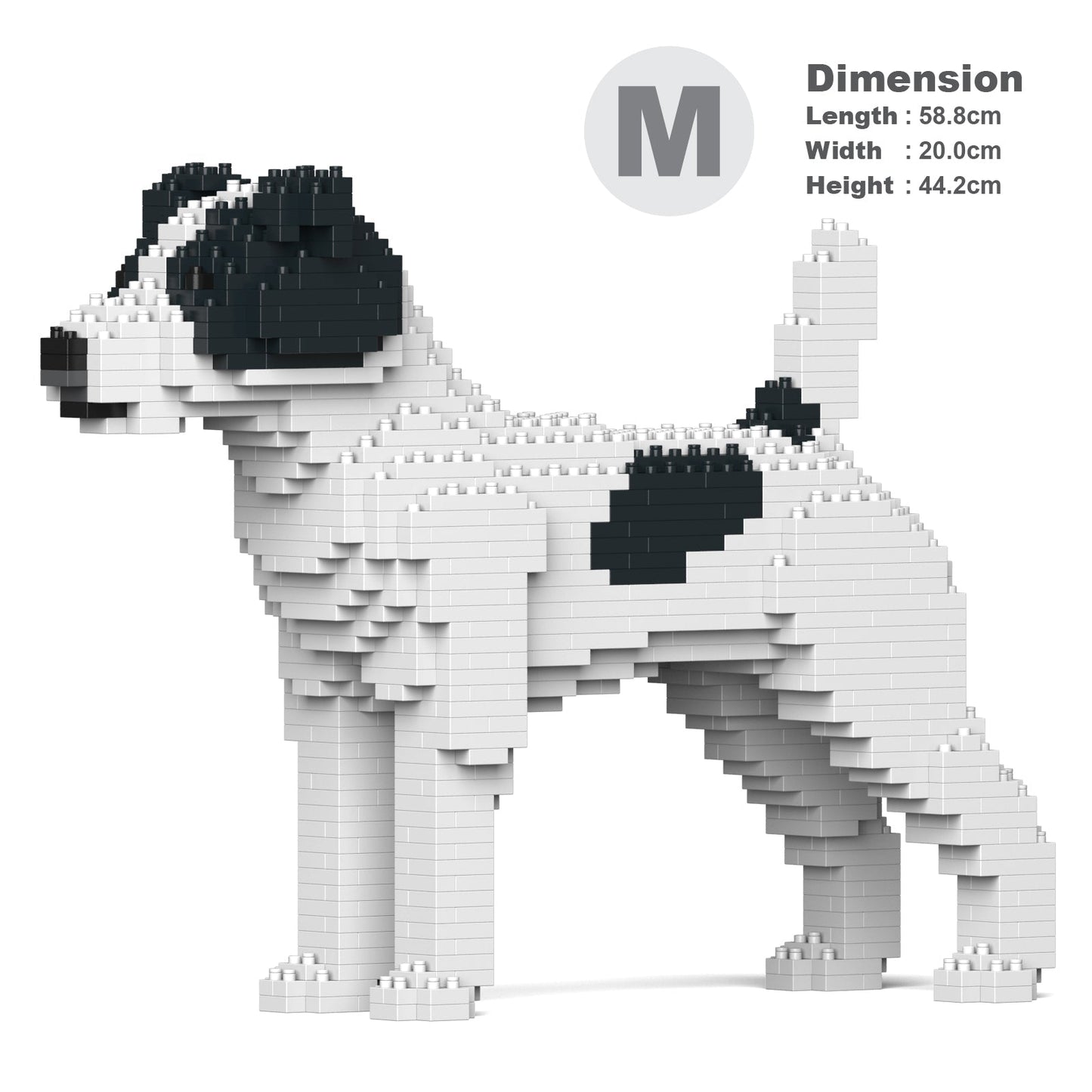 Jack Russell terier 01-M02