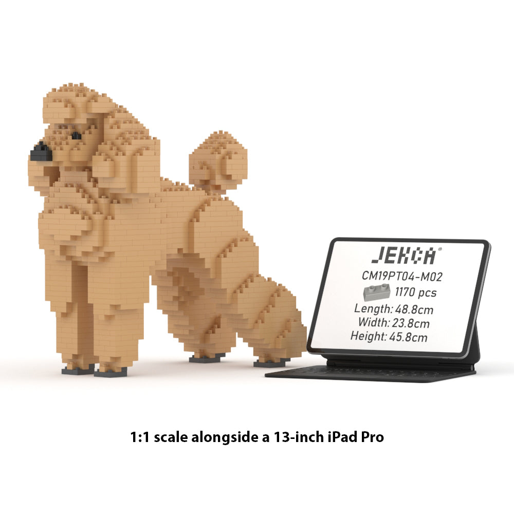 Standard Poodle 01-M02