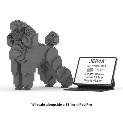 Standard Poodle 01-M03