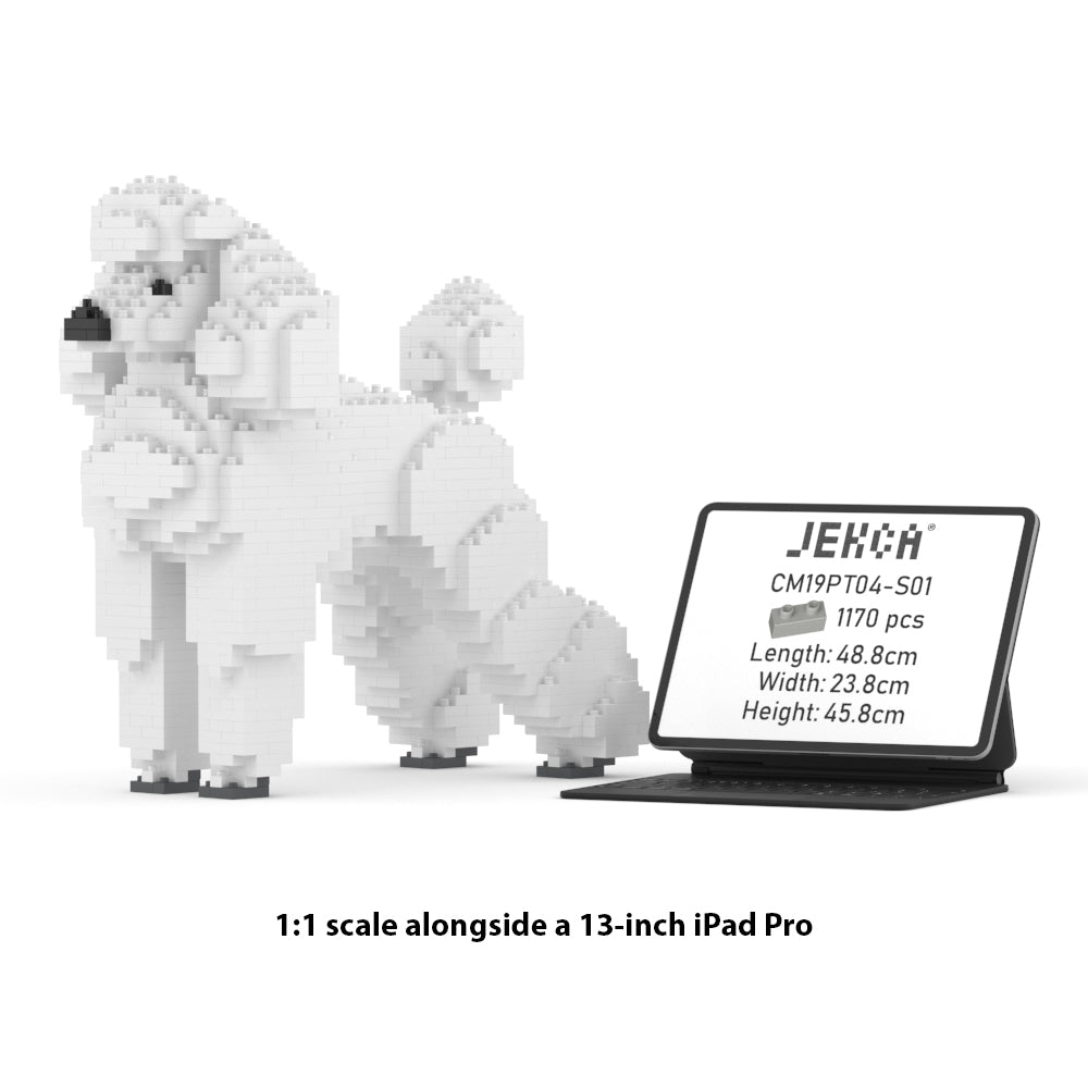 Standard Poodle 01-M01