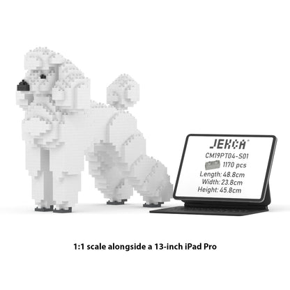 Standard Poodle 01-M01