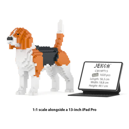 Beagle 01
