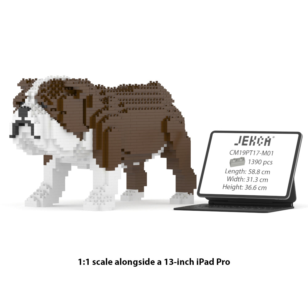 English Bulldog 01-M01