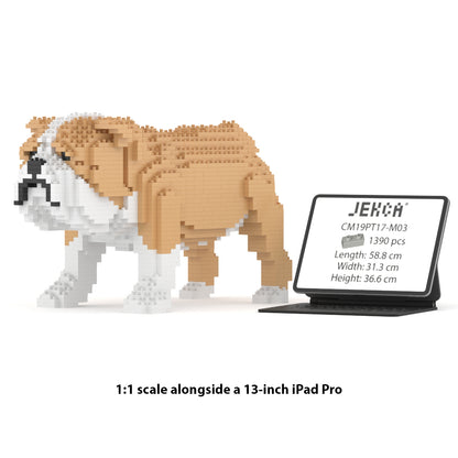 English Bulldog 01-M03