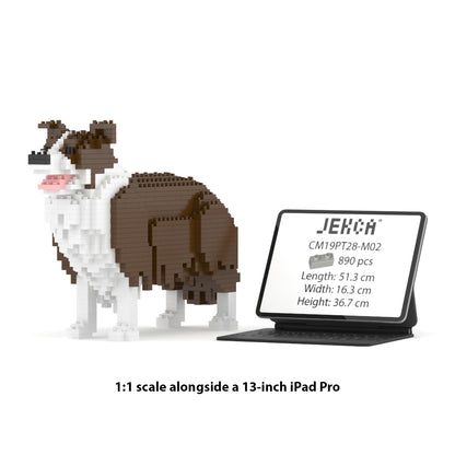 Border Collie 01-M02