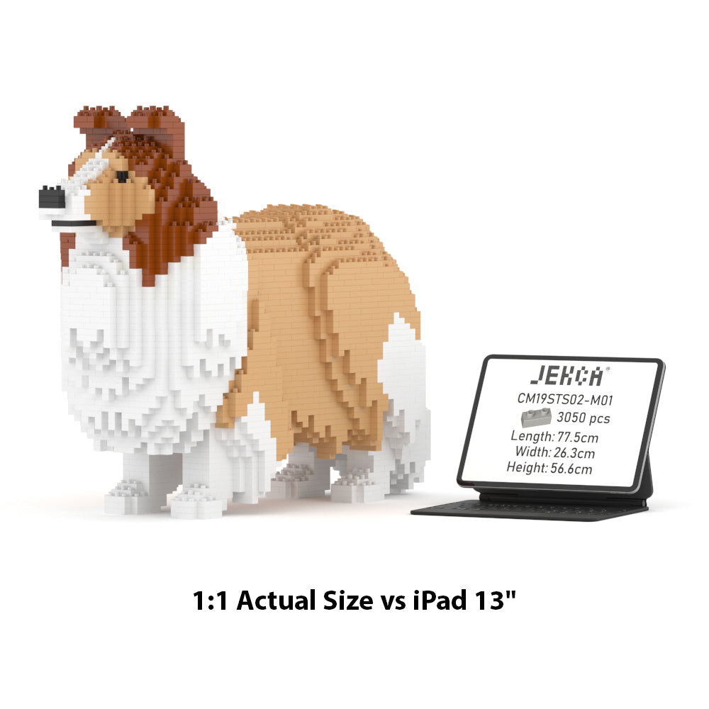 Chien de berger des Shetland 02-M01