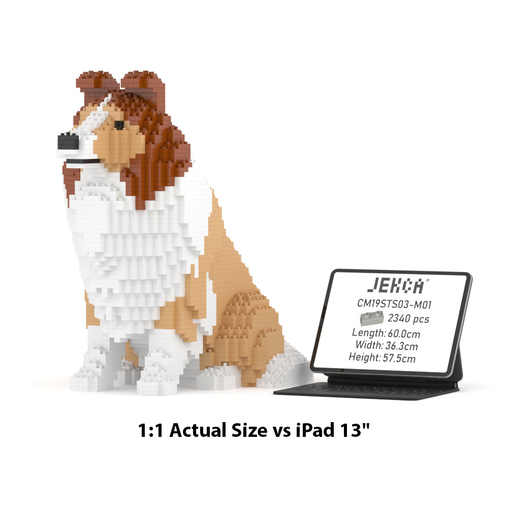 Chien de berger des Shetland 03-M01