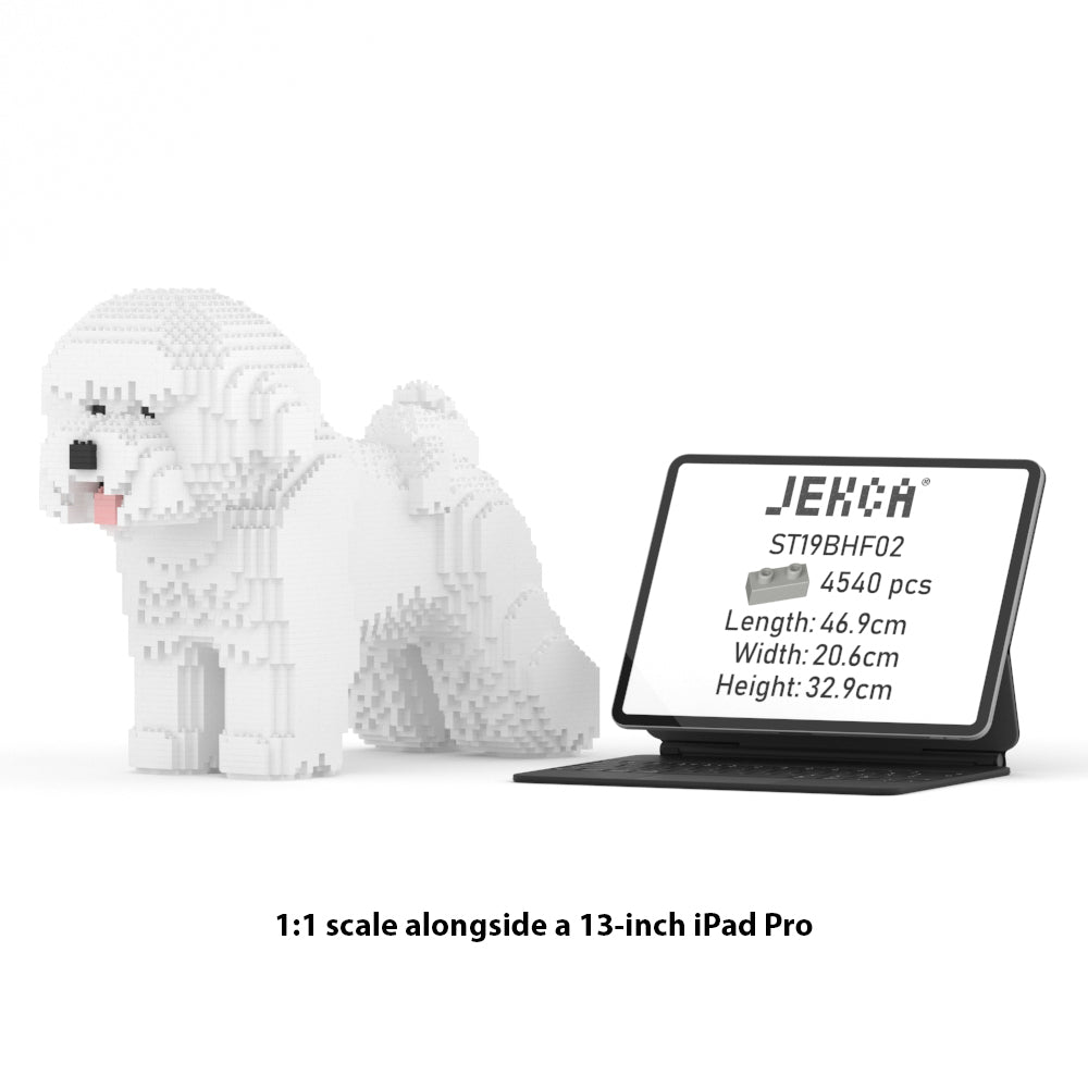 Bichon Frisé 02