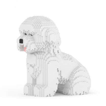Bichon Frisé 03