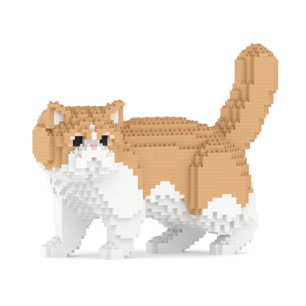 Exotic Shorthair kat 01S-M01