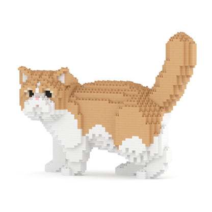 Exotic Shorthair kat 01S-M01
