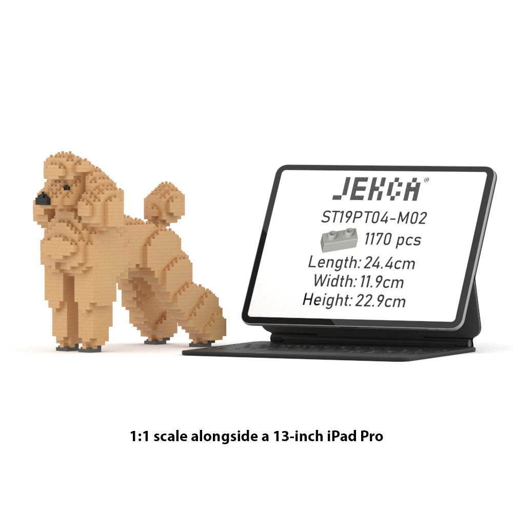 Standard Poodle 01-M02