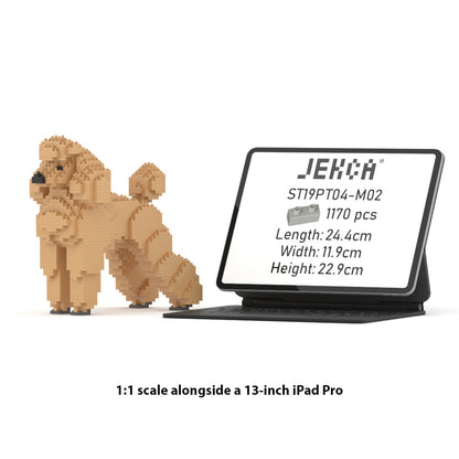 Standard Poodle 01-M02