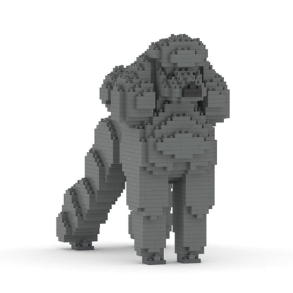 Standard Poodle 01-M03