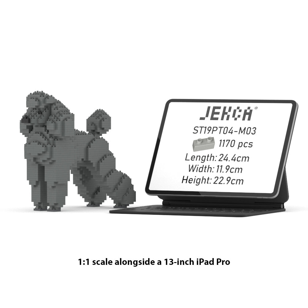 Standard Poodle 01-M03