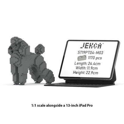 Standard Poodle 01-M03