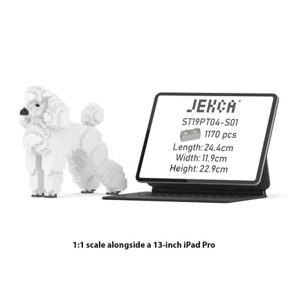 Standard Poodle 01-M01