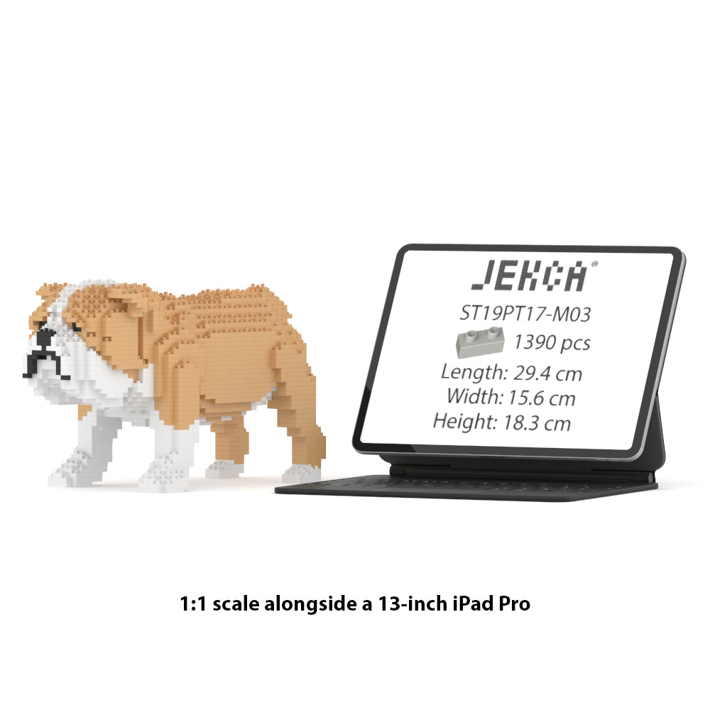 English Bulldog 01-M03