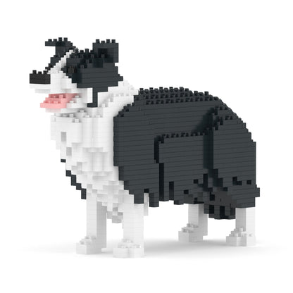 Border Collie 01-M01