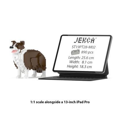 Border Collie 01-M02