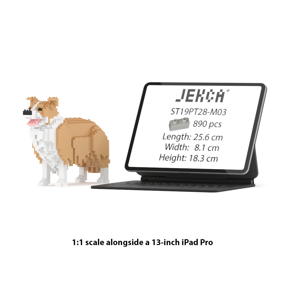 Border Collie 01-M03