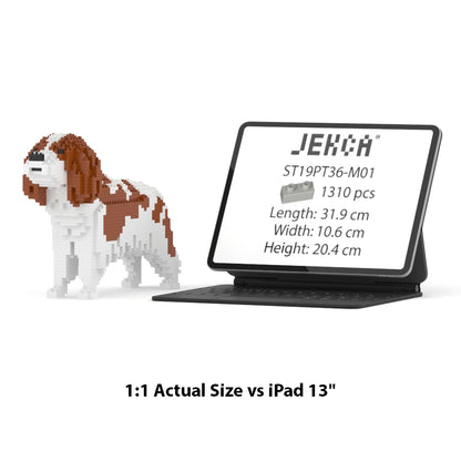 Cavalier King Charles Spaniel 01-M01