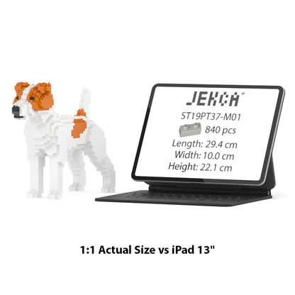 Jack Russell Terrier 01-M01