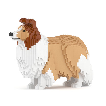 Chien de berger des Shetland 02-M01