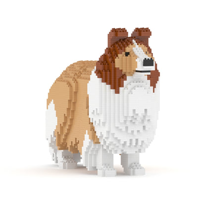 Chien de berger des Shetland 02-M01