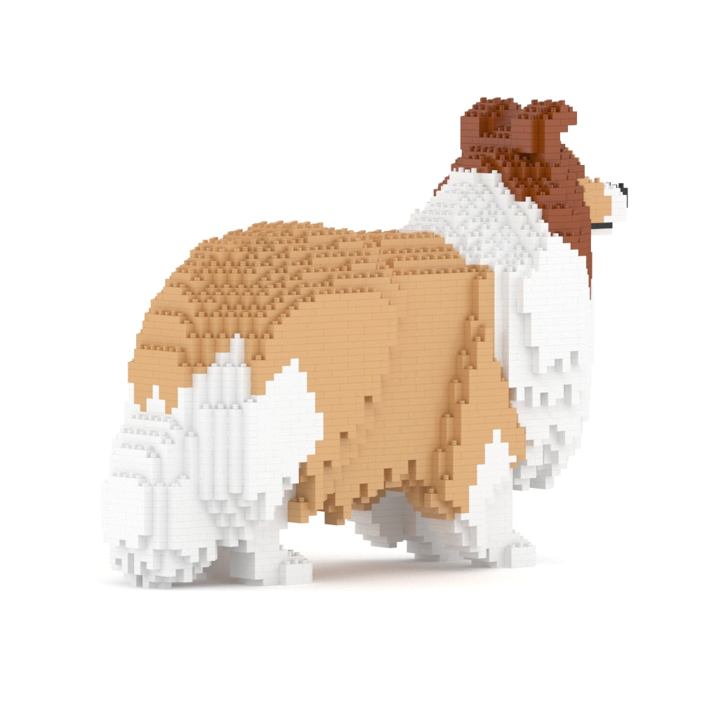 Chien de berger des Shetland 02-M01