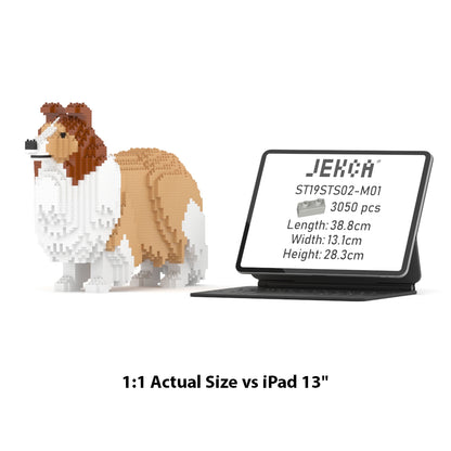 Chien de berger des Shetland 02-M01