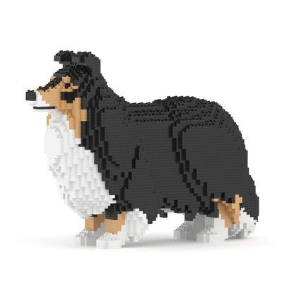 Chien de berger des Shetland 02-M02