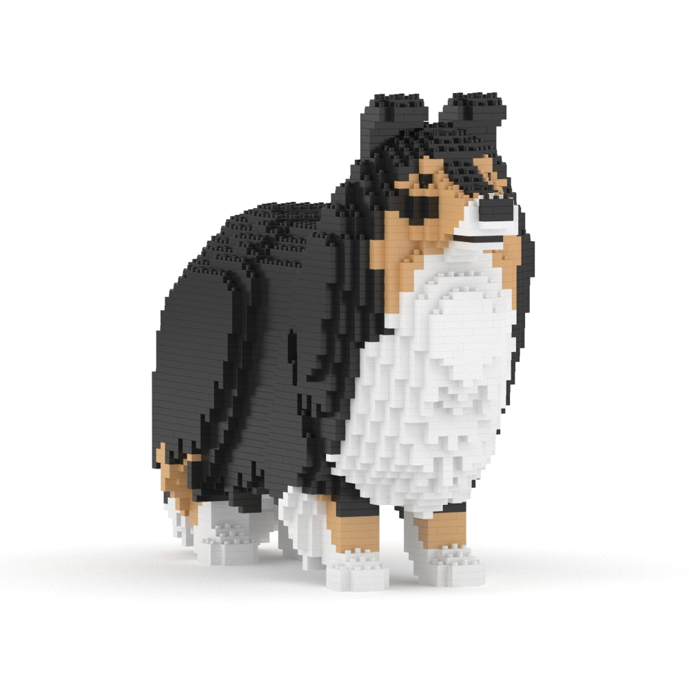 Chien de berger des Shetland 02-M02