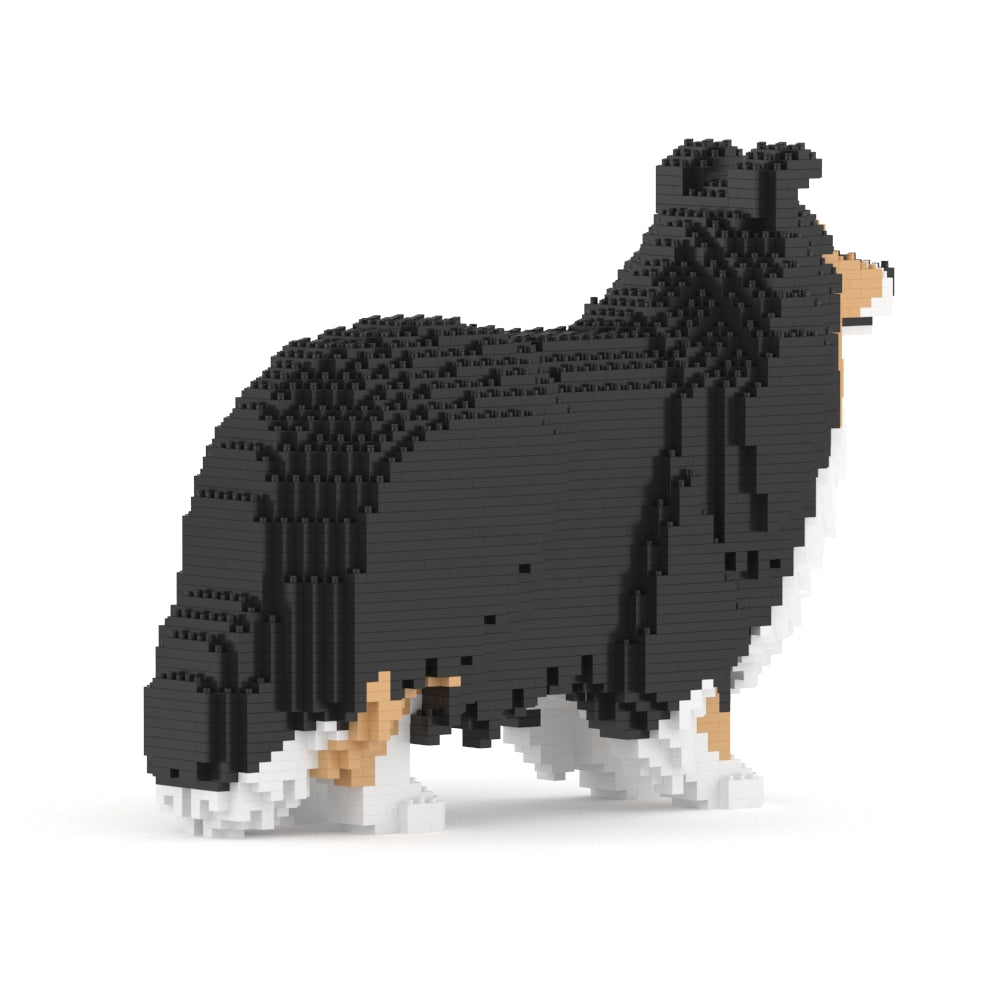 Chien de berger des Shetland 02-M02
