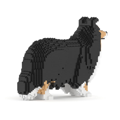 Chien de berger des Shetland 02-M02