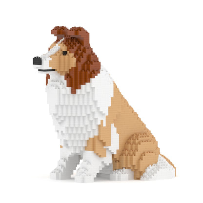 Chien de berger des Shetland 03-M01
