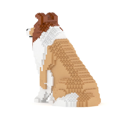 Chien de berger des Shetland 03-M01
